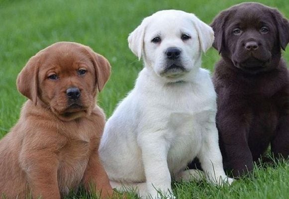 Tìm hiểu về tuổi thọ của chó Labrador Retriever - Dịch Vụ Huấn Luyện Chó