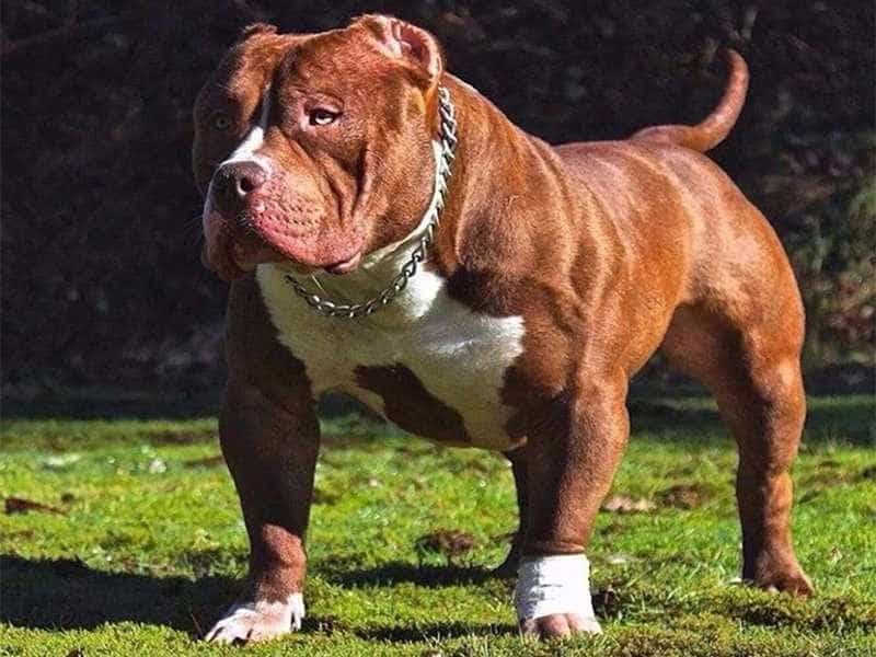 Chó Pitbull - Nguồn gốc, đặc điểm tính cách và cách chăm sóc - Trường Huấn  Luyện Chó Thiên Khuyển