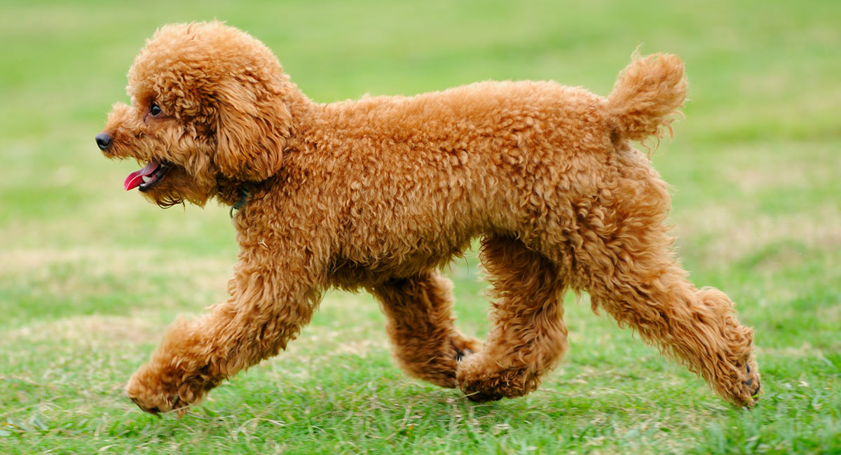 Tất tần tật về dòng Toy Poodle l Bệnh viện thú cảnh Dreampet