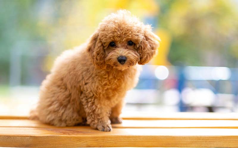 Dog Breed Guide: Toy Poodle | Pets Best