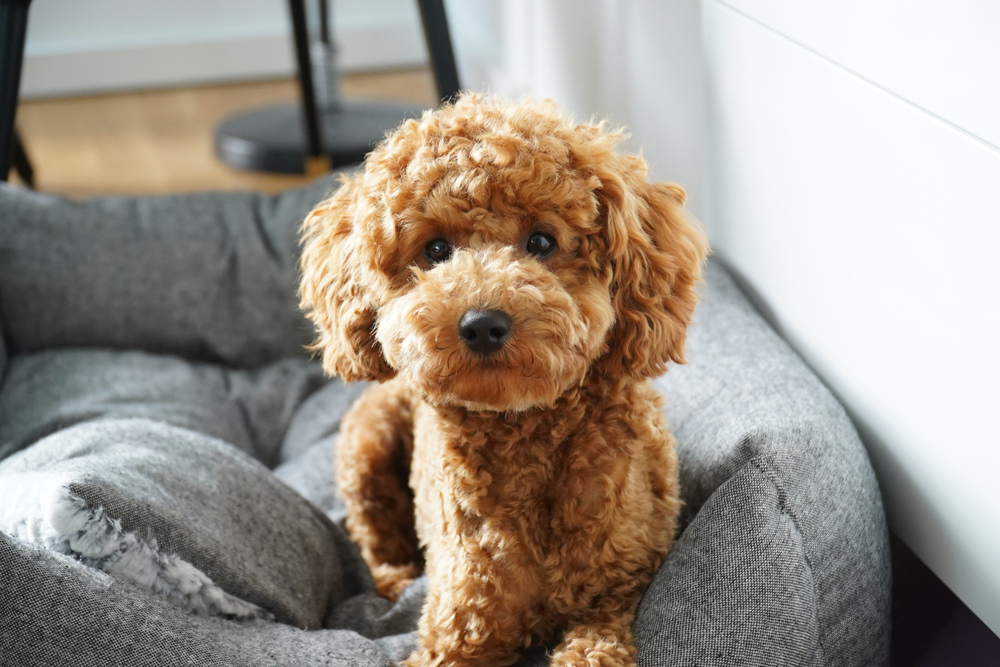 Toy Poodle: A Puppy You'll Forever Love - Petland Texas