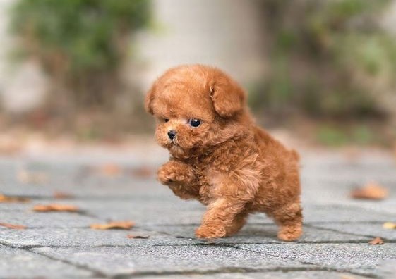 Tìm hiểu về Teacup Poodle - Có nên chọn nuôi Teacup Poodle hay không?