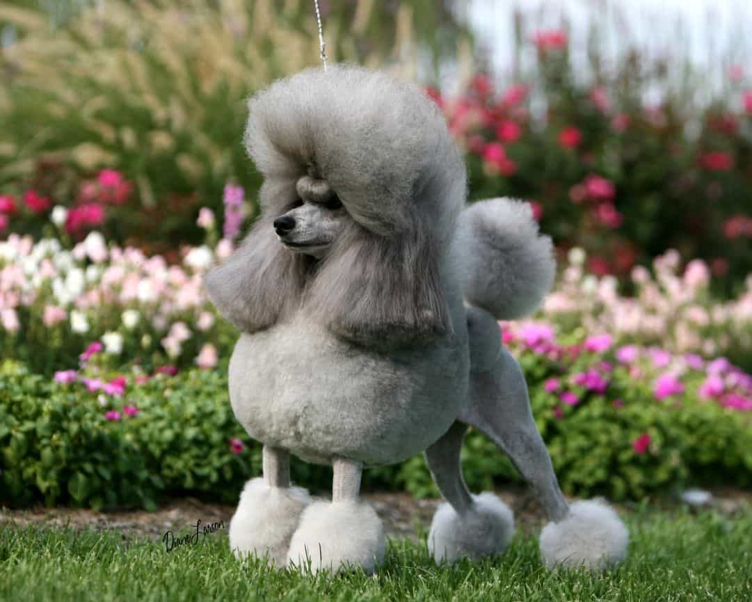 Bộ sưu tập những màu lông đẹp ngất ngây của chó Poodle