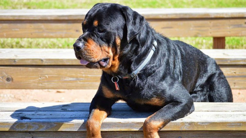 Rottweiler: Nguồn gốc, đặc điểm, cách nuôi, giá bán