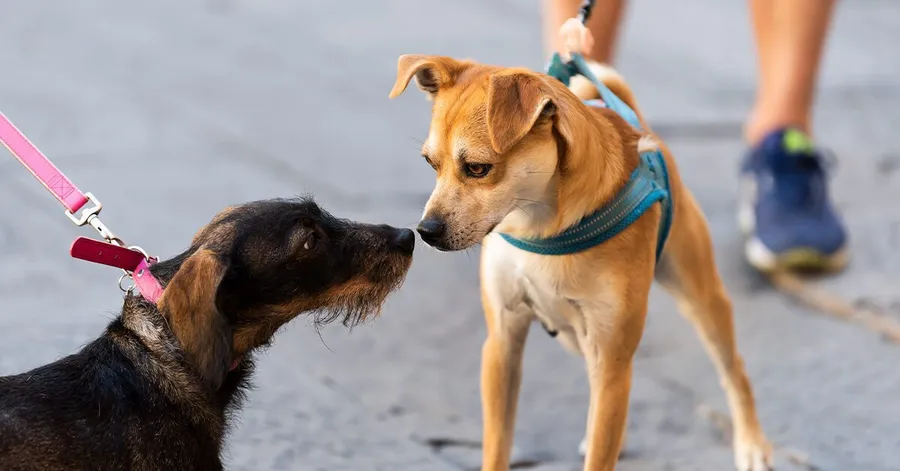 Chó có kinh nguyệt không? Chó salo là gì? Chăm sóc chó salo - Học viện đào tạo cắt tỉa thú cưng chuẩn Quốc Tế