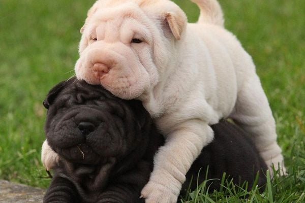 Chó Shar Pei: Nguồn gốc, giá bán, đặc điểm, cách chăm sóc (2020)