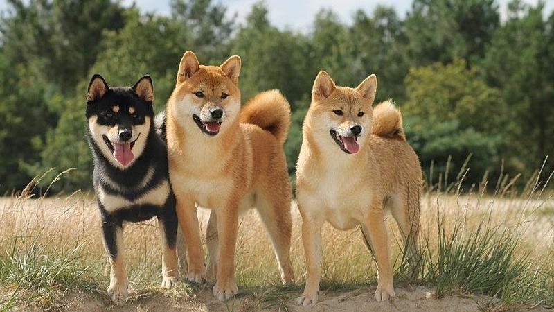 Cẩm nang chó Shiba: Nguồn gốc, đặc điểm, cách nuôi, giá bán