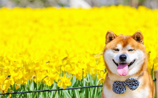 Chó Shiba Inu được lùng mua sau hiệu ứng 'Cậu Vàng' - Báo Phụ Nữ