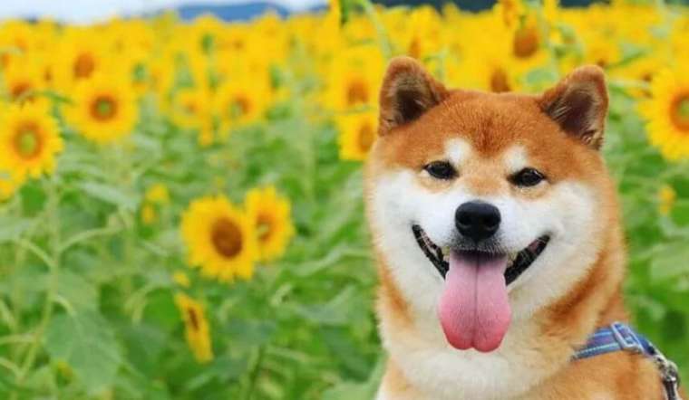 Cẩm nang chó Shiba: Nguồn gốc, đặc điểm, cách nuôi, giá bán