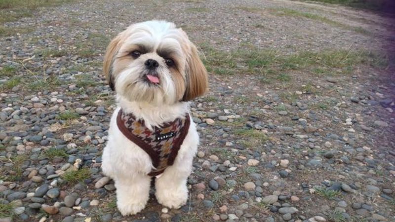 Tìm hiểu giống chó Shih Tzu, đặc điểm, cách nuôi chó chi tiết