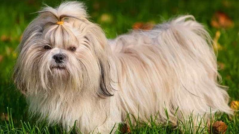 Tìm hiểu giống chó Shih Tzu, đặc điểm, cách nuôi chó chi tiết