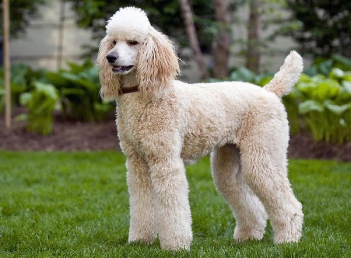 Tuổi thọ của chó Poodle bao nhiêu? Cách kéo dài tuổi thọ Poodle