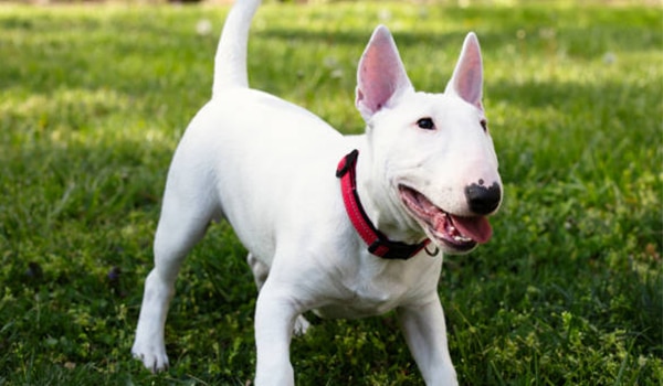 CHÓ BULL TERRIER - CHÓ SỤC BÒ ĐÁNG YÊU - Mèo nhập khẩu