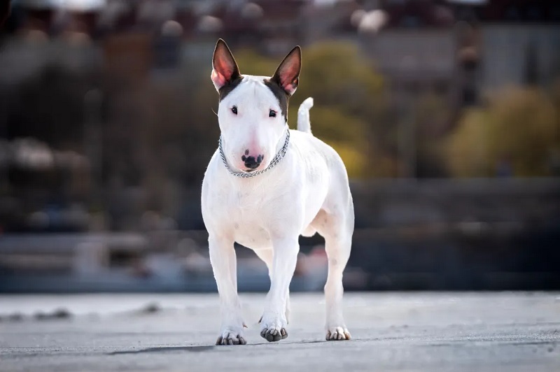 Chó sục bò (Bull Terrier): Đặc điểm, ngoại hình, tính cách và giá bán