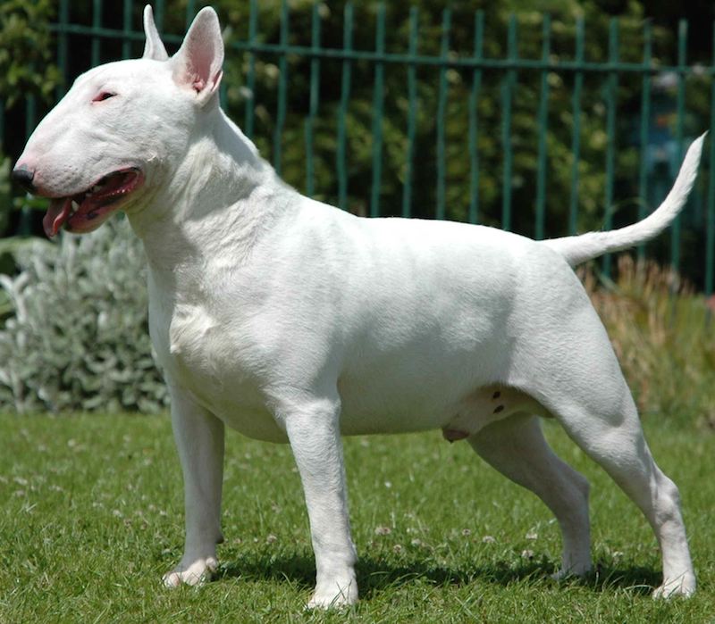 Tìm hiểu về giống chó Bull Terrier - Chó sục bò dũng mãnh