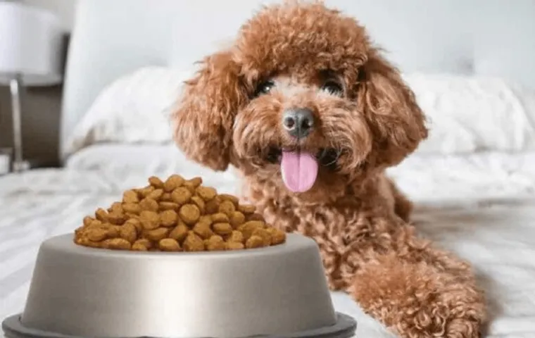 Top 10 Đồ ăn cho chó Poodle giúp lông đẹp và khỏe mạnh nhất