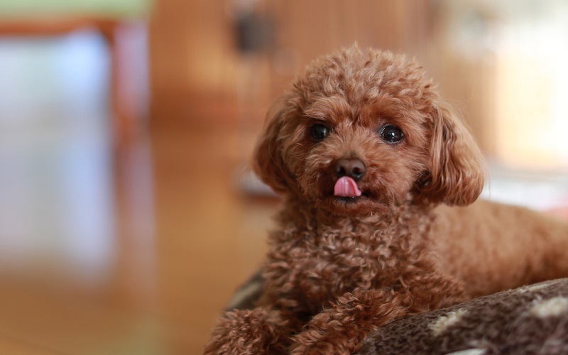 Cẩm nang cách nuôi chó Poodle hiệu quả, mau lớn dành cho người mới