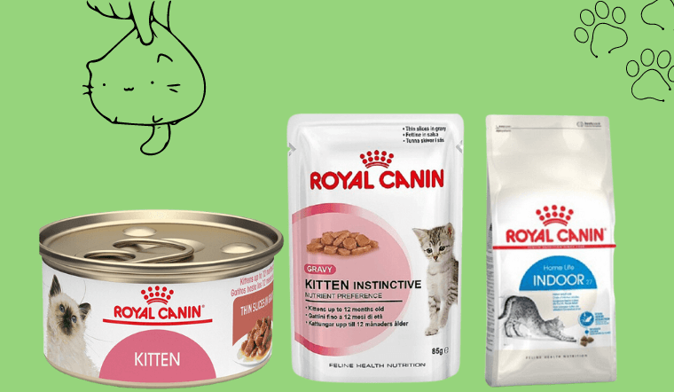 Top 7 hạt cho mèo Royal Canin chất lượng, gia tốt hiện nay